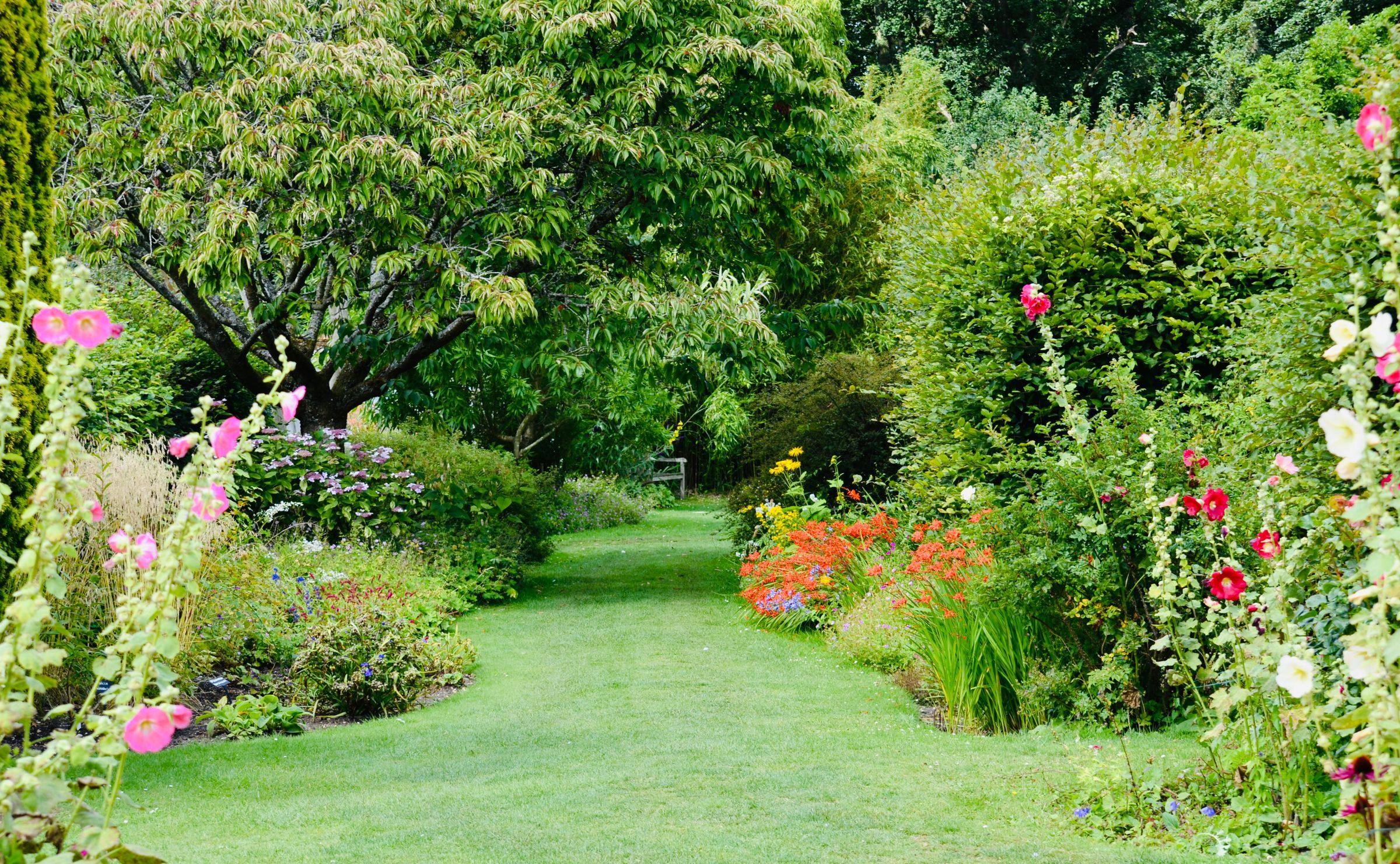 A grass path running between deep summer borders of hollyhocks, crocosmia and hydrangea