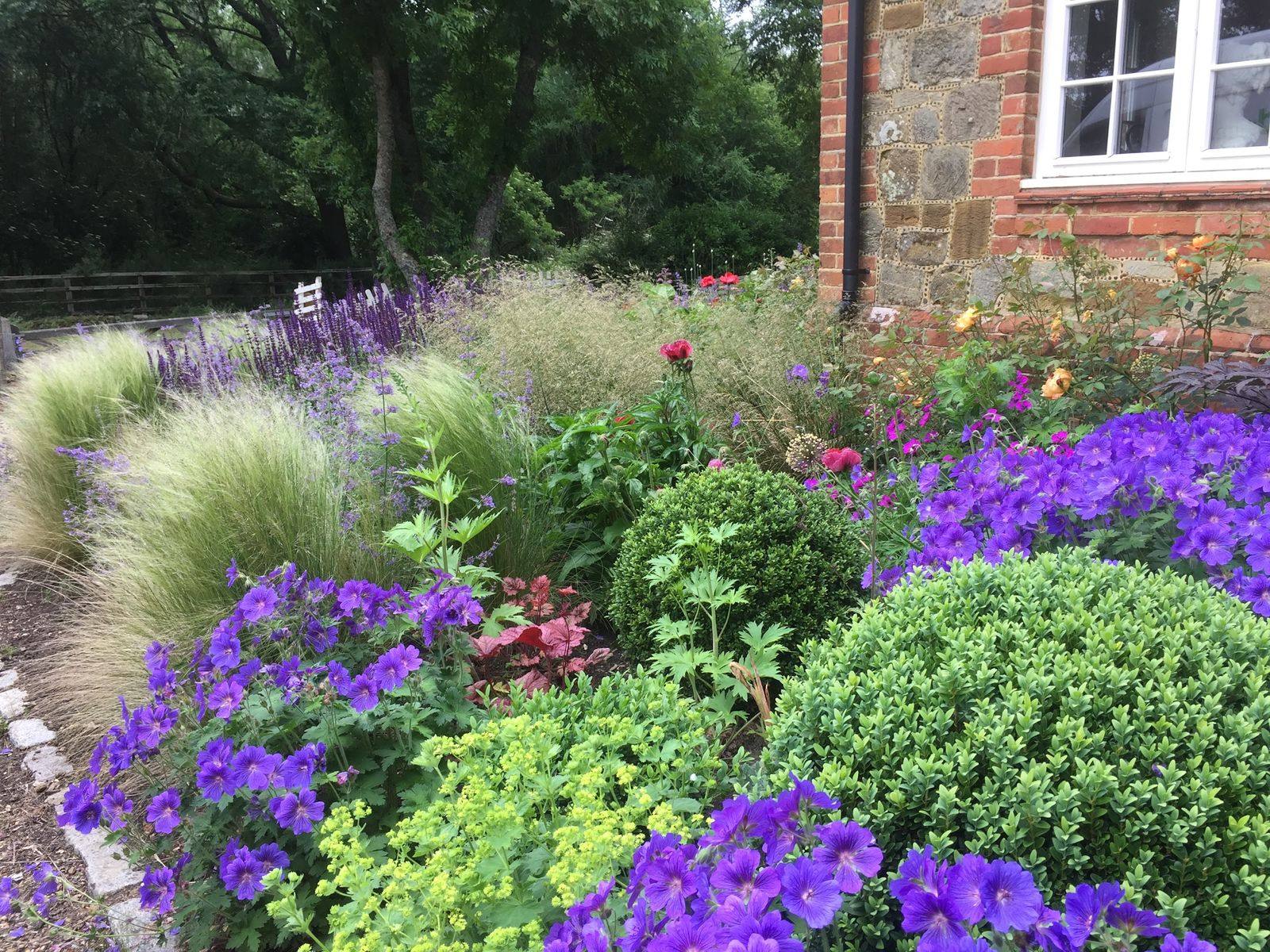 Hardy geraniums, stipa, alchemilla and clipped box against a Surrey stone and brick elevation — the close-range view a planting plan is really for.