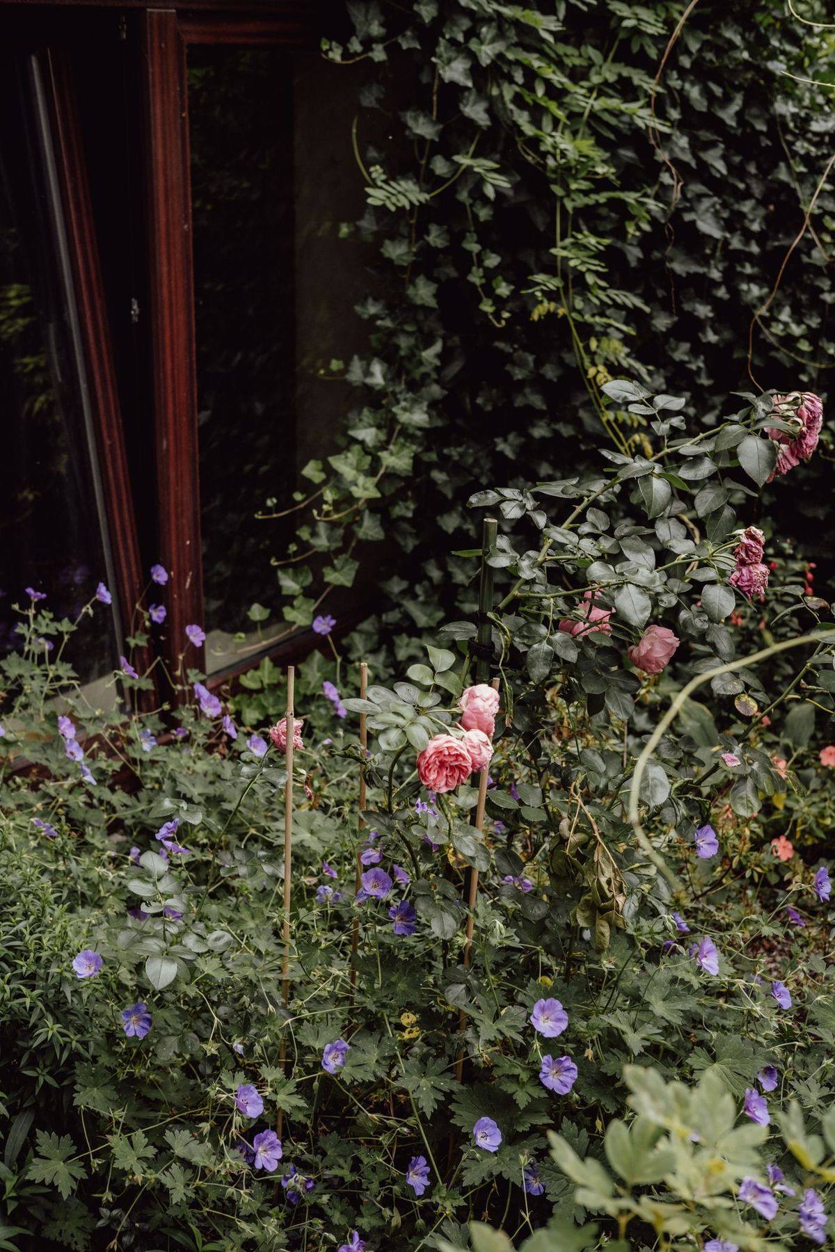 Roses and hardy geraniums grown up against an old painted window